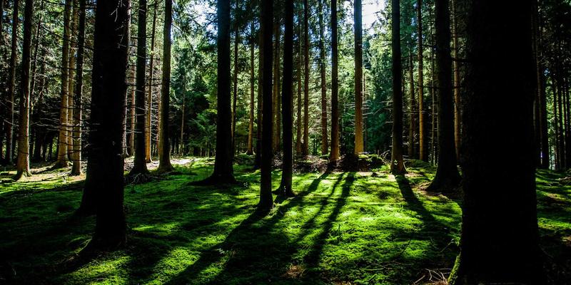 从作品集到录取：思艺培训如何用专业指导，点亮艺术留学之路