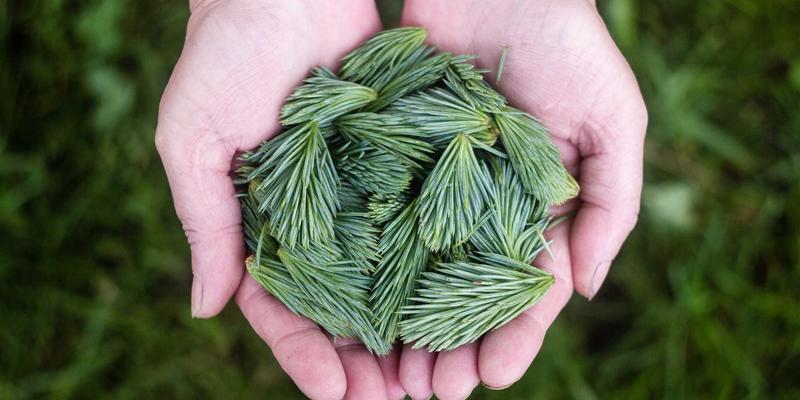 在笔墨丹青中寻回东方美学：思艺培训国画山水花鸟专项研修班深度解析